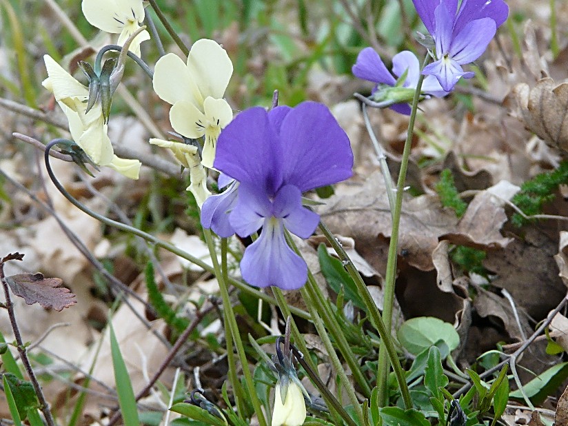 Viola merxmuelleri (=Viola graeca) / Viola greca